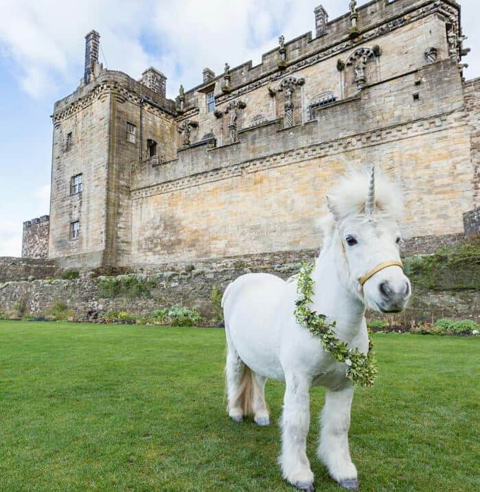White poney that looks like a unicorn in front of castle.