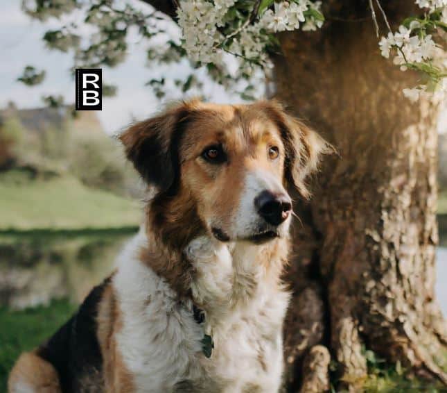 Dog in front of a tree.