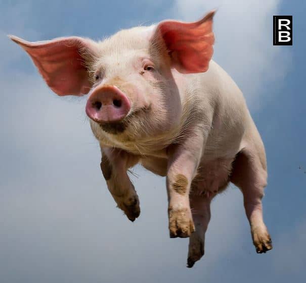 A flying pig